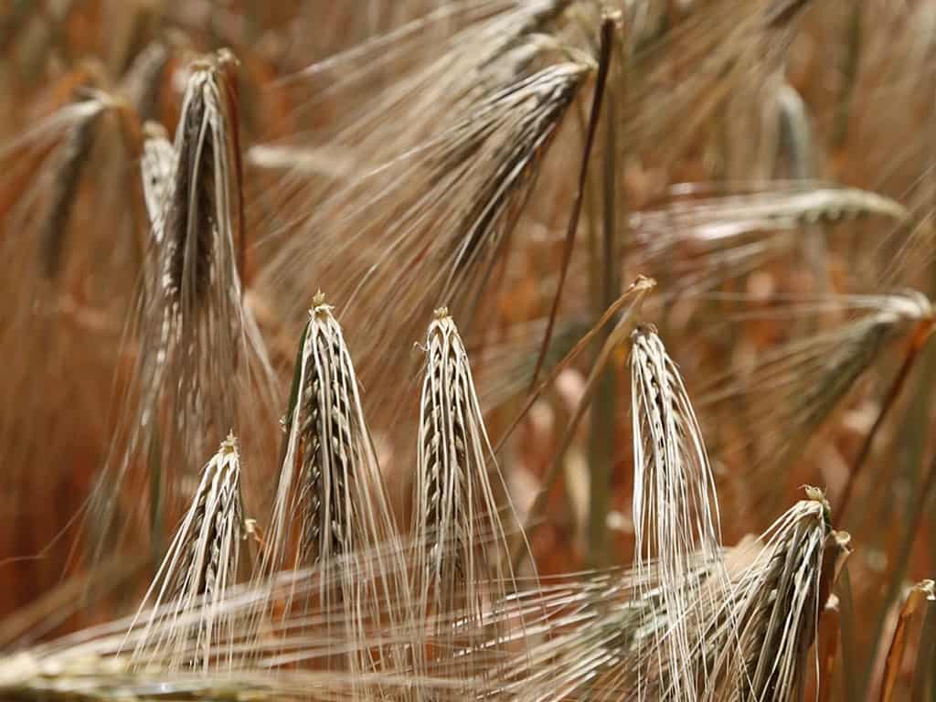 Should You Go Gluten Free If You Have Inflammatory Bowel Disease?